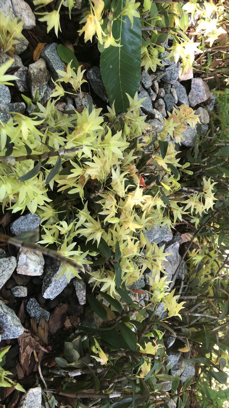 正宗霍山铁皮石斛干花茶 当年新花现货批发铁皮石斛花茶