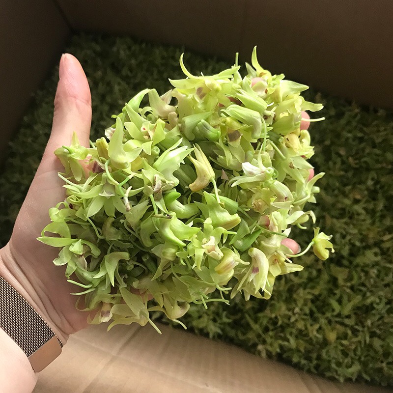 正宗霍山铁皮石斛干花茶 当年新花现货批发铁皮石斛花茶