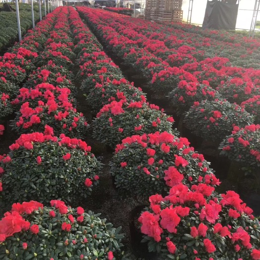 漳平市西洋杜鹃  精品180#杜鹃花小桃红 枚红 樱桃红 基地直销
