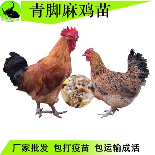 南宁 批发云南贵州青脚麻鸡苗，肉鸡苗厂家直销一手货源，全国包邮