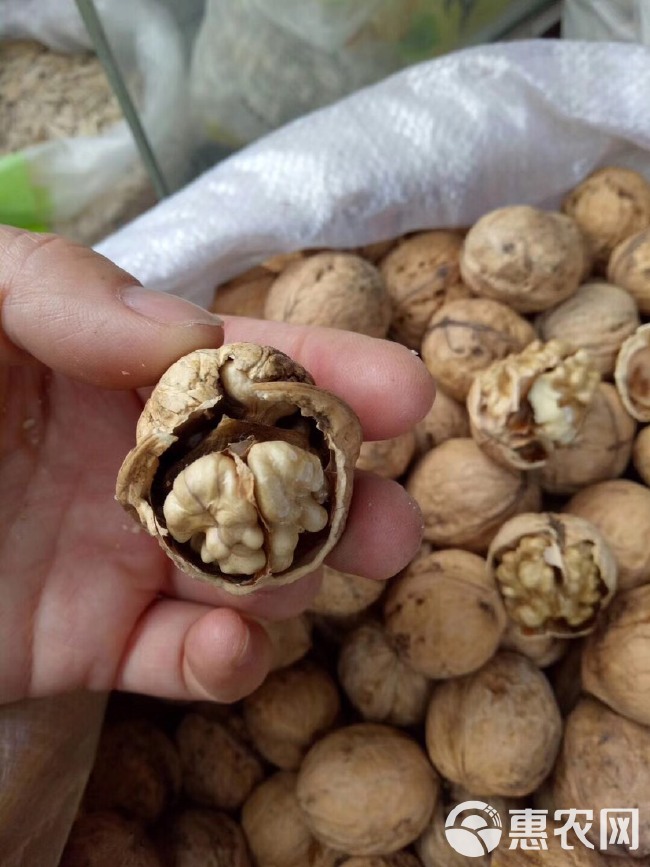  自家种植薄皮核桃，青皮核桃，皮薄仁厚，香味浓郁，品种优良