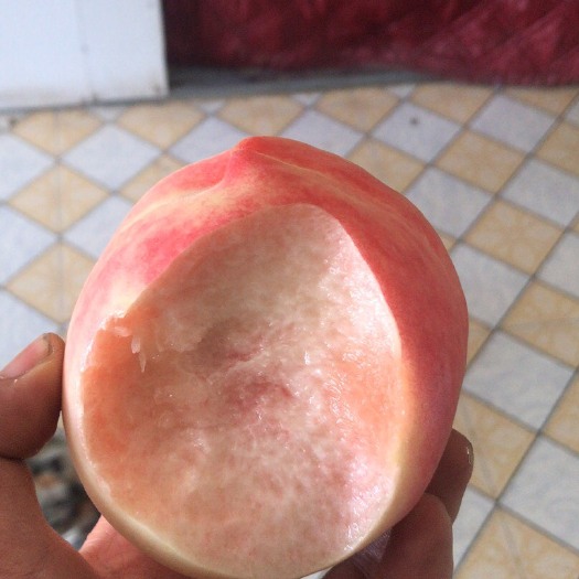 礼泉县白桃 陕西水蜜桃