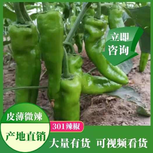 301辣椒  【鲜辣椒】河南夏邑辣椒种植基地、产地直供、货源