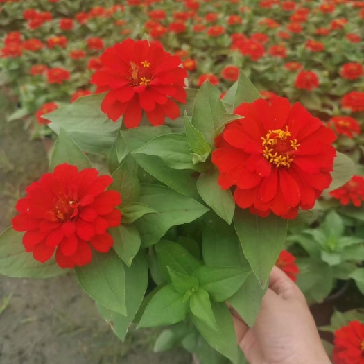 成都百日草