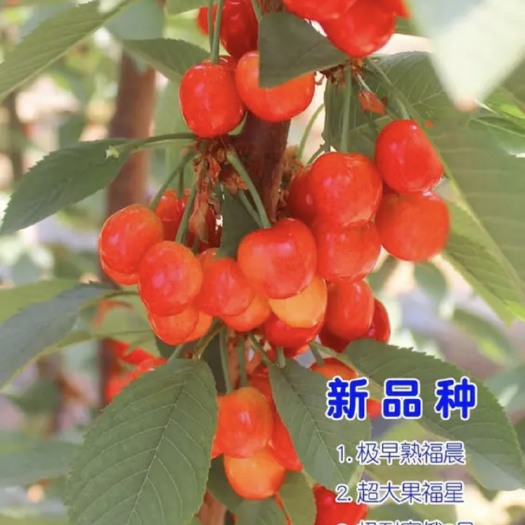 平邑县 大红灯笼樱桃苗嫁接当年挂果适合南北地方种植