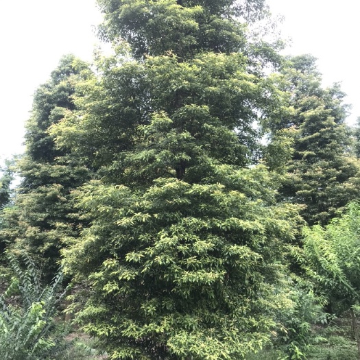 成都小叶桢楠  四川成都小叶针楠，金丝楠木基地