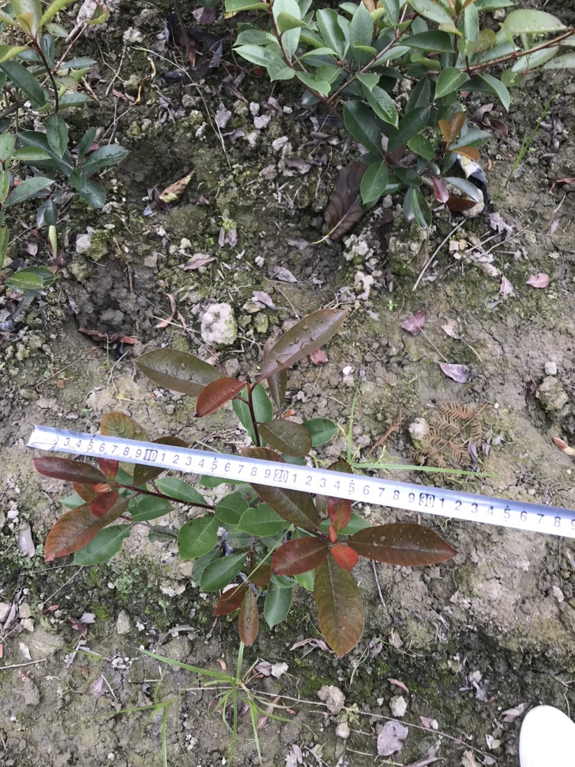 普通红叶石楠  四川成都红叶石楠杯苗