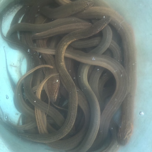  河 稻田逮的黄鳝