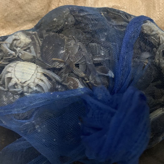 东营 2两大闸蟹