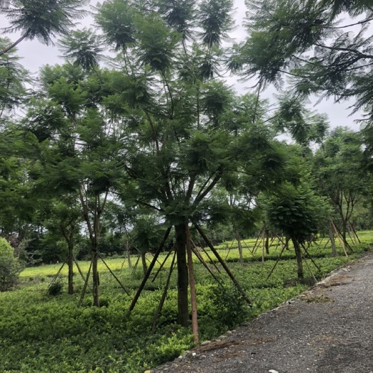 成都 精品蓝花楹