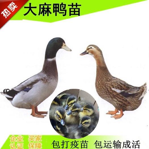 南宁 广西麻鸭苗，青头鸭苗，水鸭苗，杂交麻鸭苗批发全国包邮