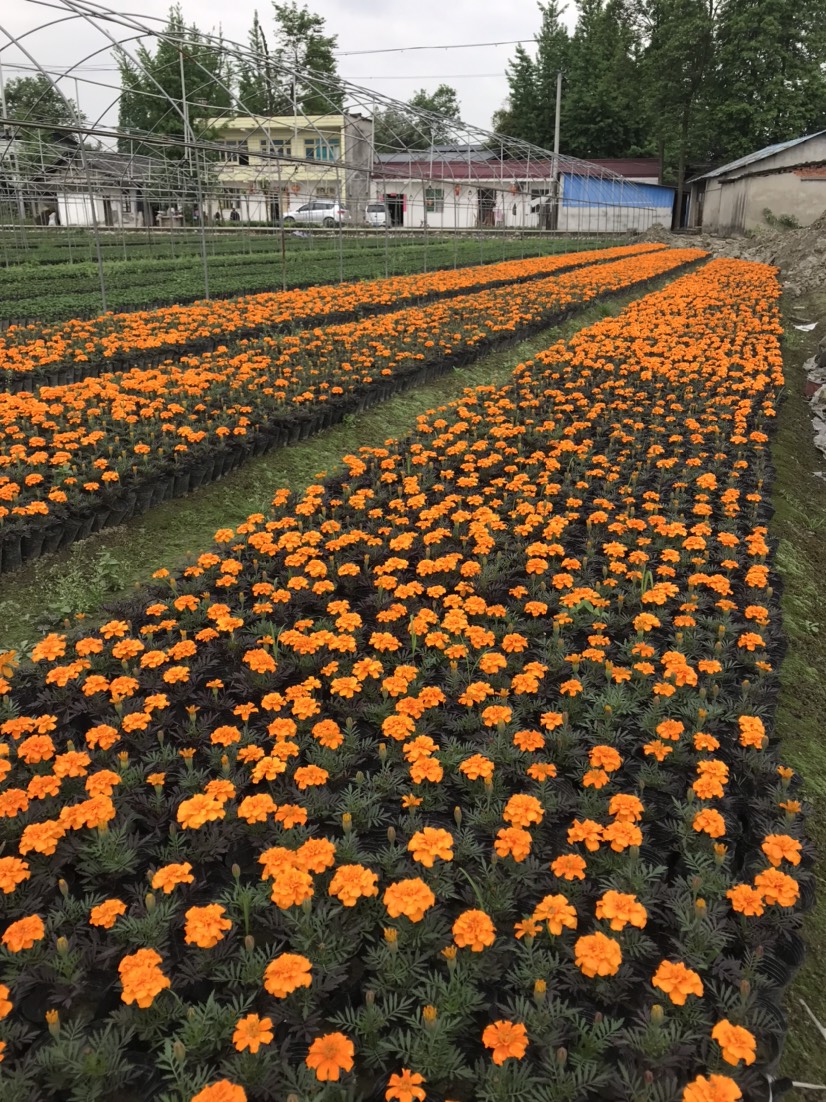 四川成都孔雀草基地時令鮮花基地