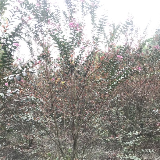 成都美国紫薇，紫薇笼子