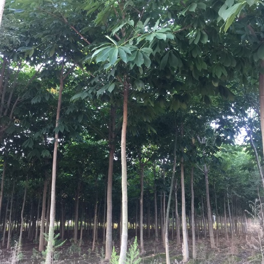 宝鸡以客户满意为宗旨，精品一级七叶树，满足您的需求