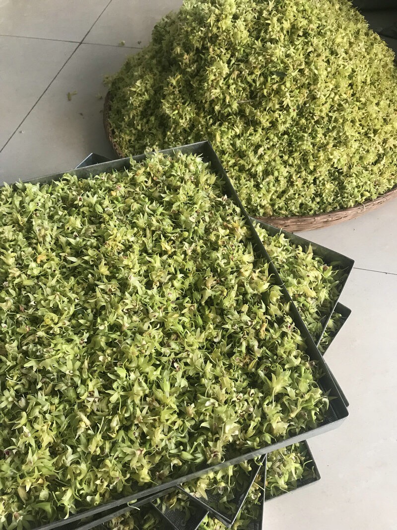 正宗霍山铁皮石斛干花茶 当年新花现货批发铁皮石斛花茶