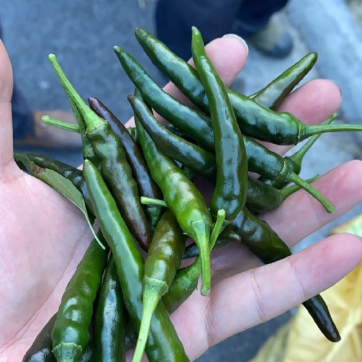 遵义辣椒 酱色艳椒，需要鲜活发批发市场的联系