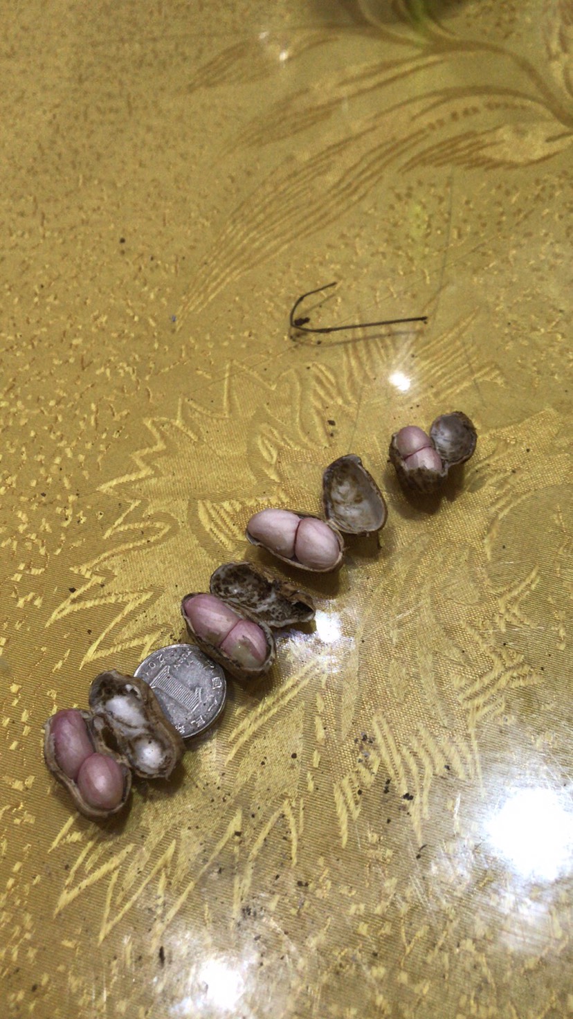 小白沙花生 小白沙和罗汉果