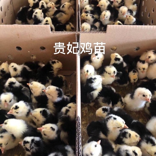 南宁 贵妃鸡苗包邮包打好疫苗成活百分之九十五以上