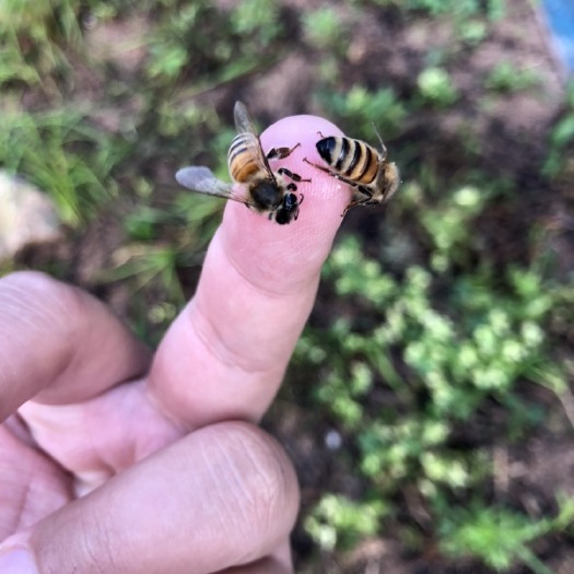 林口县 森林深处的椴树蜜