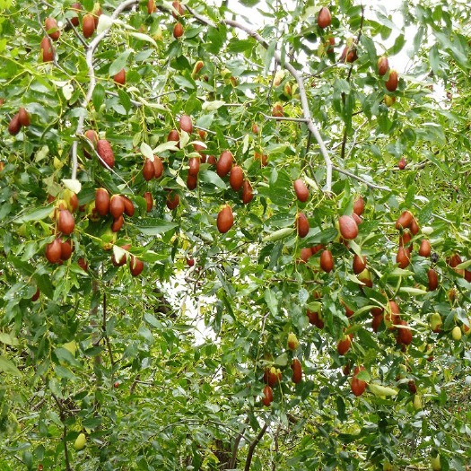 平邑县红枣苗 沾化冬枣苗，红枣，