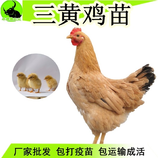 南宁 正宗三黄鸡苗批发三黄土鸡苗包邮鸡苗包打疫苗 提供养殖技术