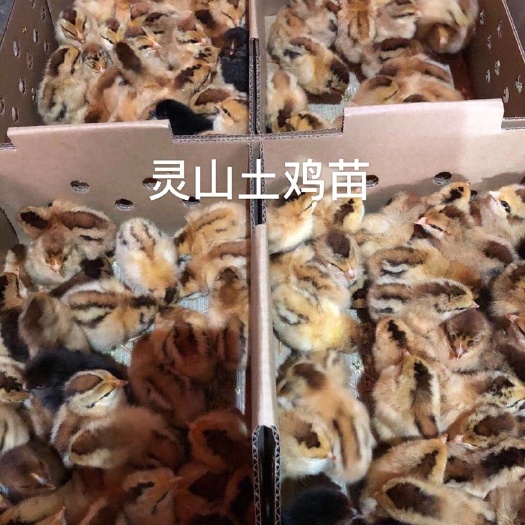 南宁灵山土鸡苗包邮包打好疫苗成活百分之九十五以上