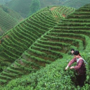  湖南新茶手工红茶高山红茶云雾茶桂东玲珑茶叶郴州特产250g