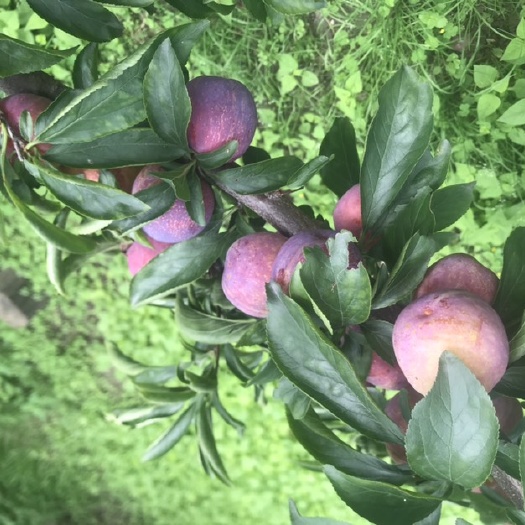 茂县脆红李 脆红了口感好个头大
