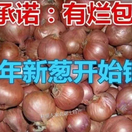 农安县毛葱 混装通货