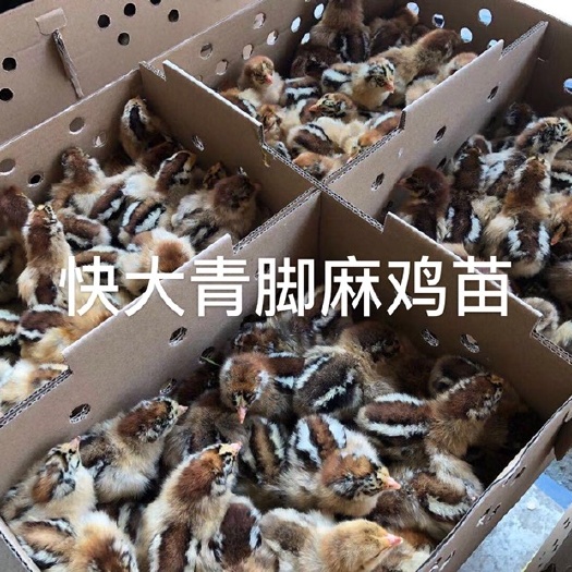 南宁快大青脚麻鸡苗包邮包打好疫苗成活百分之九十五以上