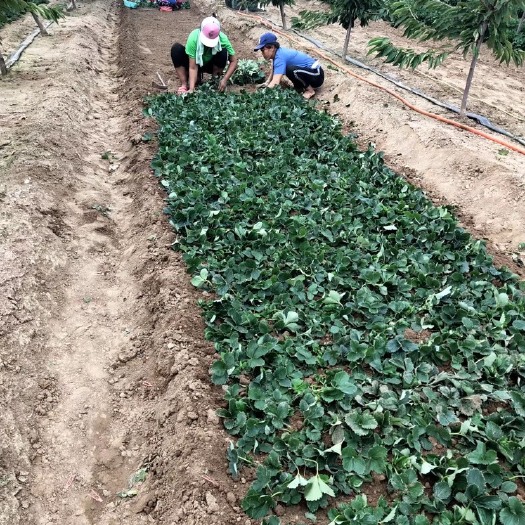 平度市 平度甜宝草莓苗，果型好，产量高