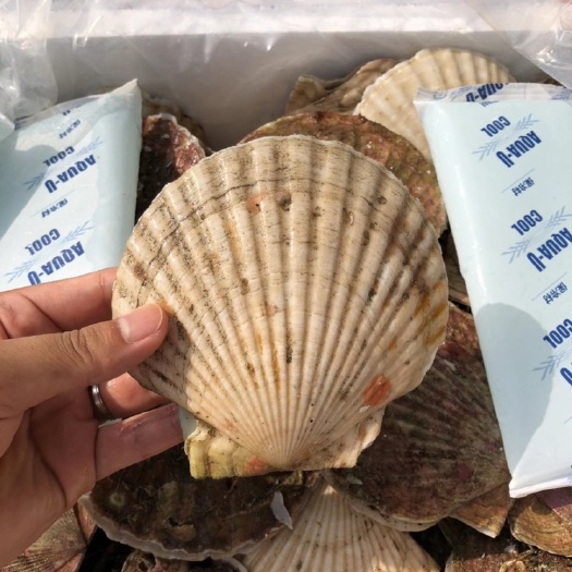 深圳 日本虾夷扇贝