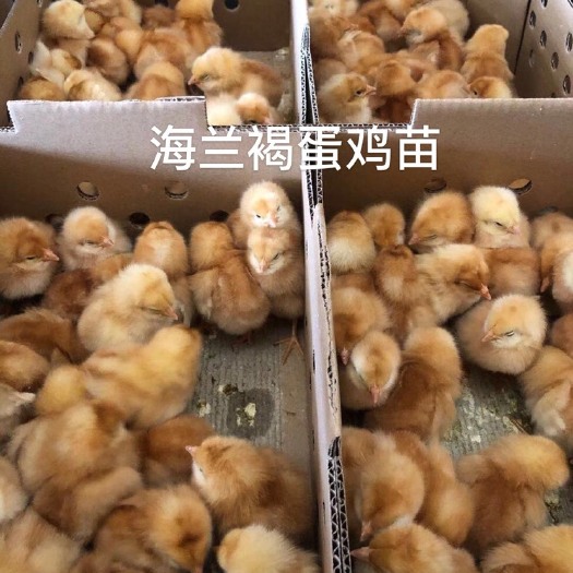 南宁 海兰褐蛋鸡苗包邮包打好疫苗成活百分之九十五以上