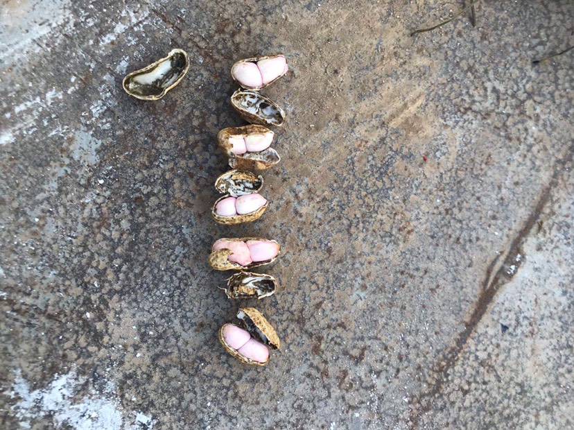 小白沙花生 小白沙和罗汉果