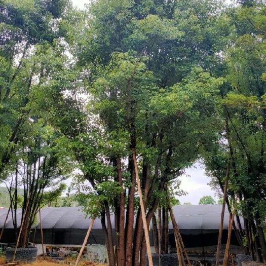 漳浦县漳州丛生香樟树报价 福建多杆香樟基地出售 高900 冠60