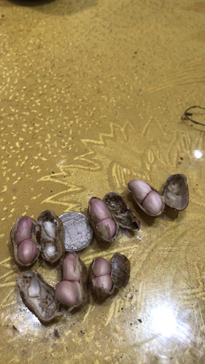 小白沙花生 小白沙和罗汉果