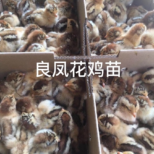 南宁良凤花鸡苗包邮包打好疫苗成活百分之九十五以上