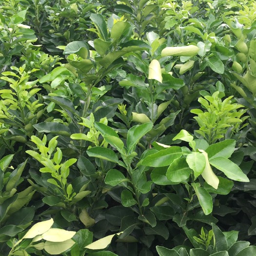 简阳市红心柚苗 红心蜜柚果苗