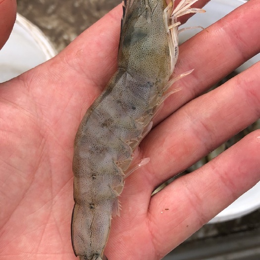 沛县 22头白对虾