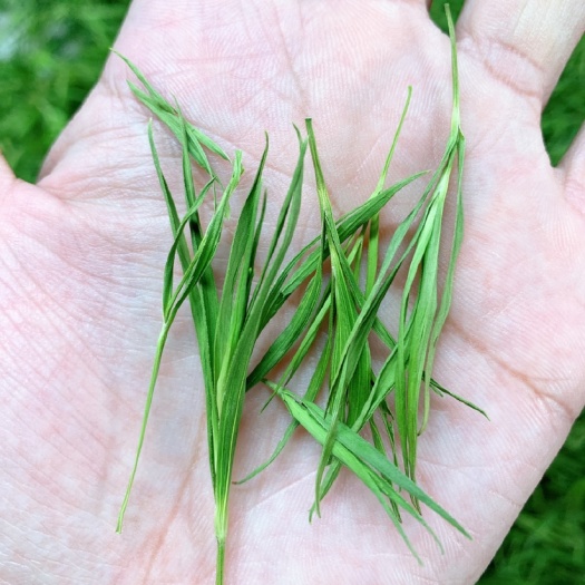 临沂 竹叶青特级石竹叶竹叶花茶精品竹叶绿茶
