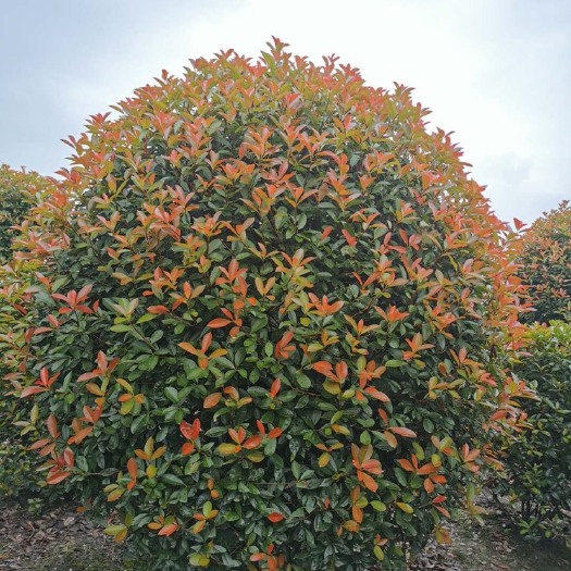 成都成都红叶石楠球基地