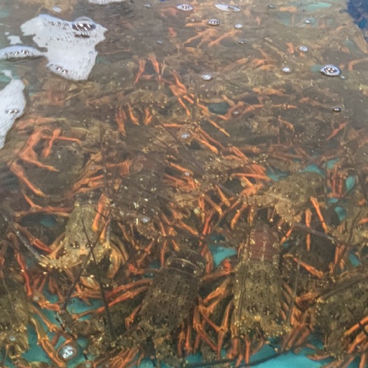 哈尔滨澳洲龙虾  一手货源龙虾