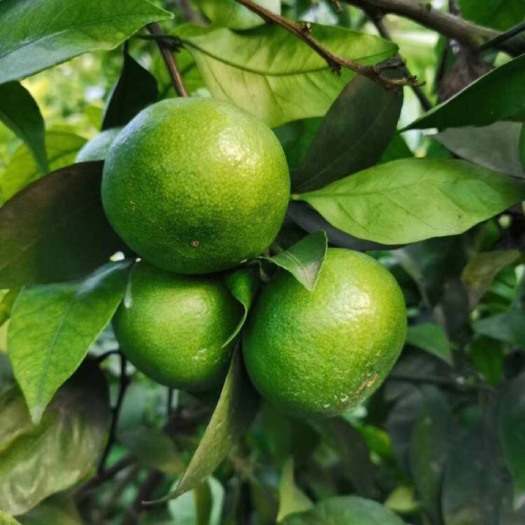 松滋市青皮蜜桔 特早蜜橘上市，皮薄味甜