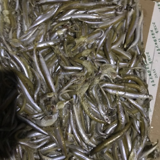 青岛饲料鱼