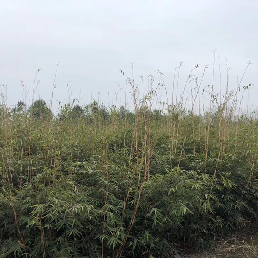 成都小琴丝竹  成都琴丝竹基地