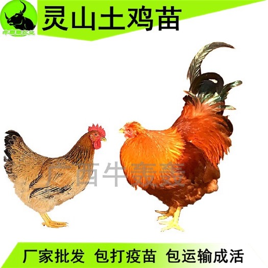南宁 灵山士鸡苗 孵化批发 包邮 打疫苗 提供技术指导
