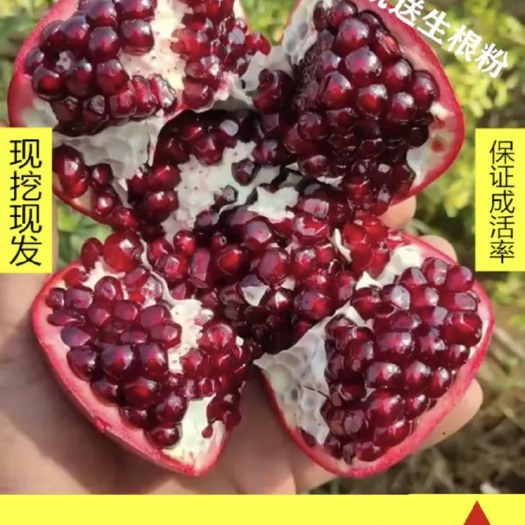 平邑县突尼斯软籽石榴树苗 突尼斯软籽石榴苗蒙阳红正品南北方种植品种多