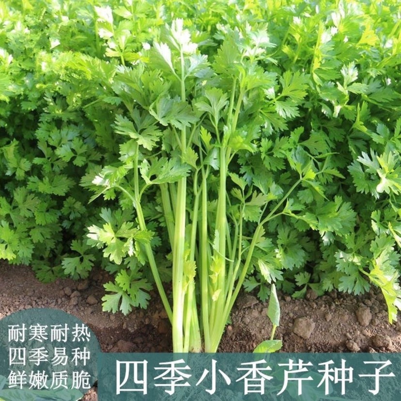 邵东市四季播小香芹种子 庭院阳台 蔬菜种子 香味浓 细芹菜种