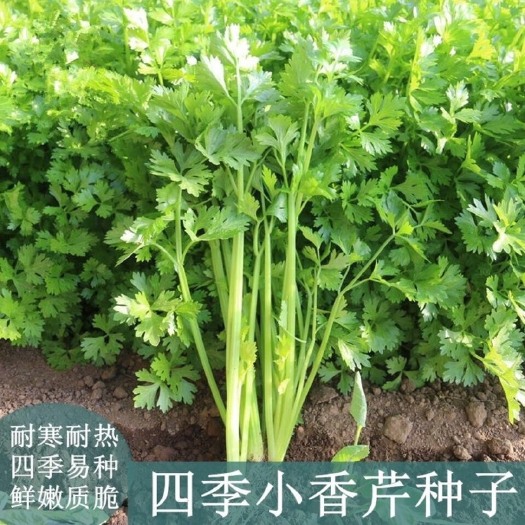 河间市四季播小香芹种子 庭院阳台 蔬菜种子 香味浓 细芹菜种