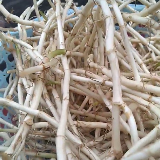 沛县鱼腥草根